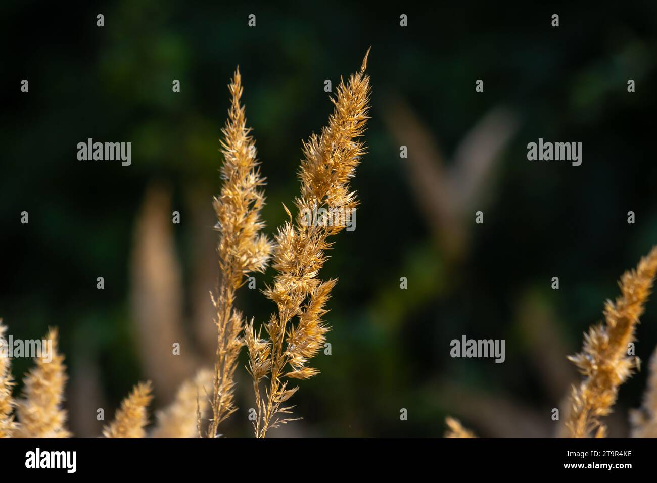 Inflorescence du bois petit roseau Calamagrostis épigejos sur un pré. Banque D'Images