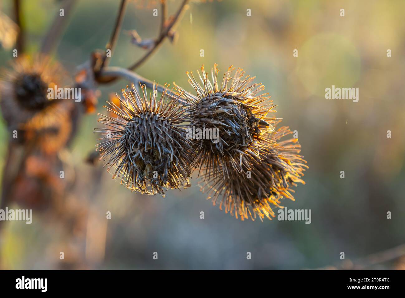 Arctium lappa, têtes de graines sèches de moindre erdock. Arctium moins, automne dans la prairie avec des fleurs séchées terdock, communément appelé plus grand terrier, comestible Banque D'Images