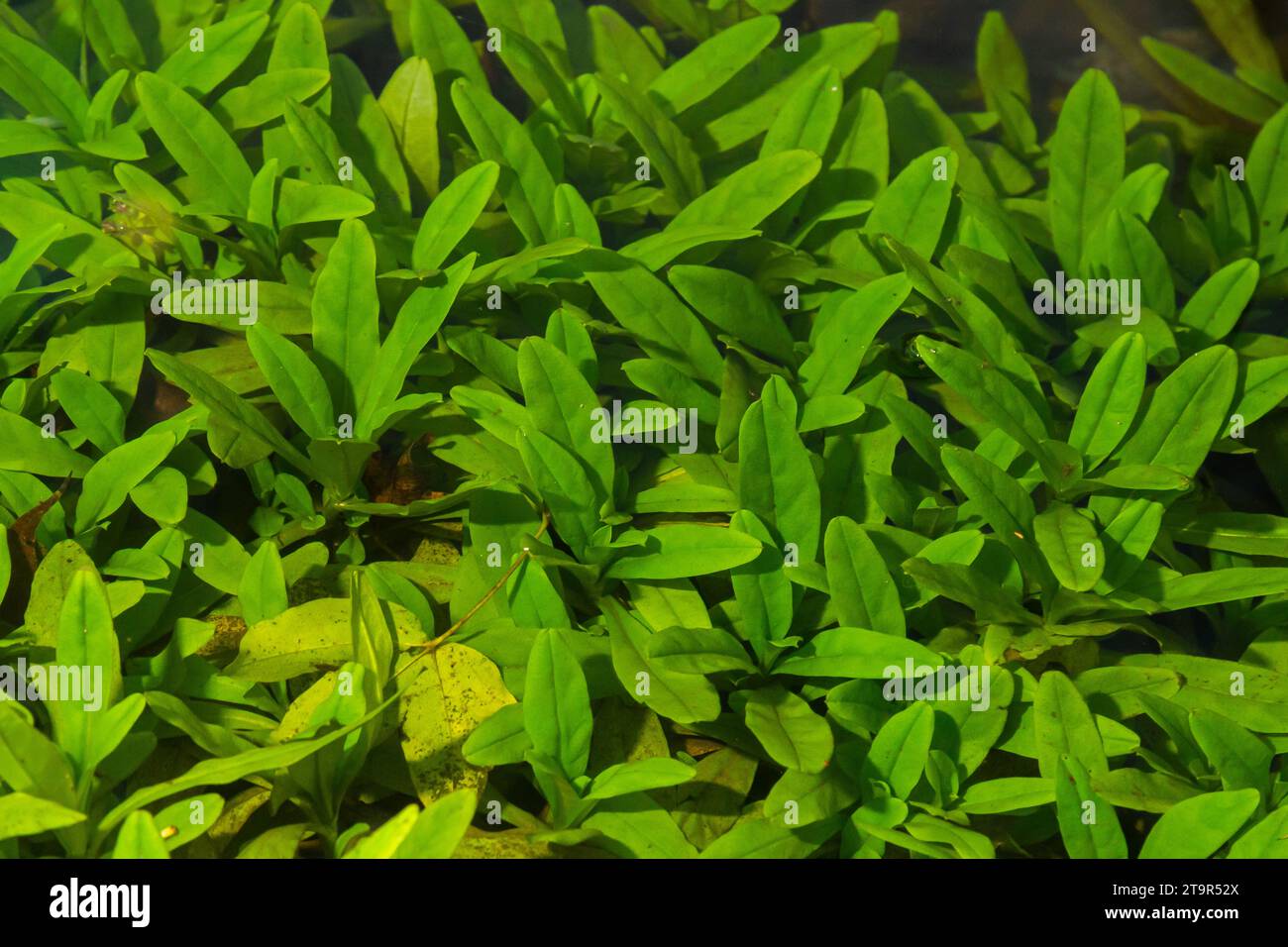 Les algues vertes recouvraient un rocher de granit dans le lit d'une rivière. Fond et texture. Algues marécageuses. Banque D'Images