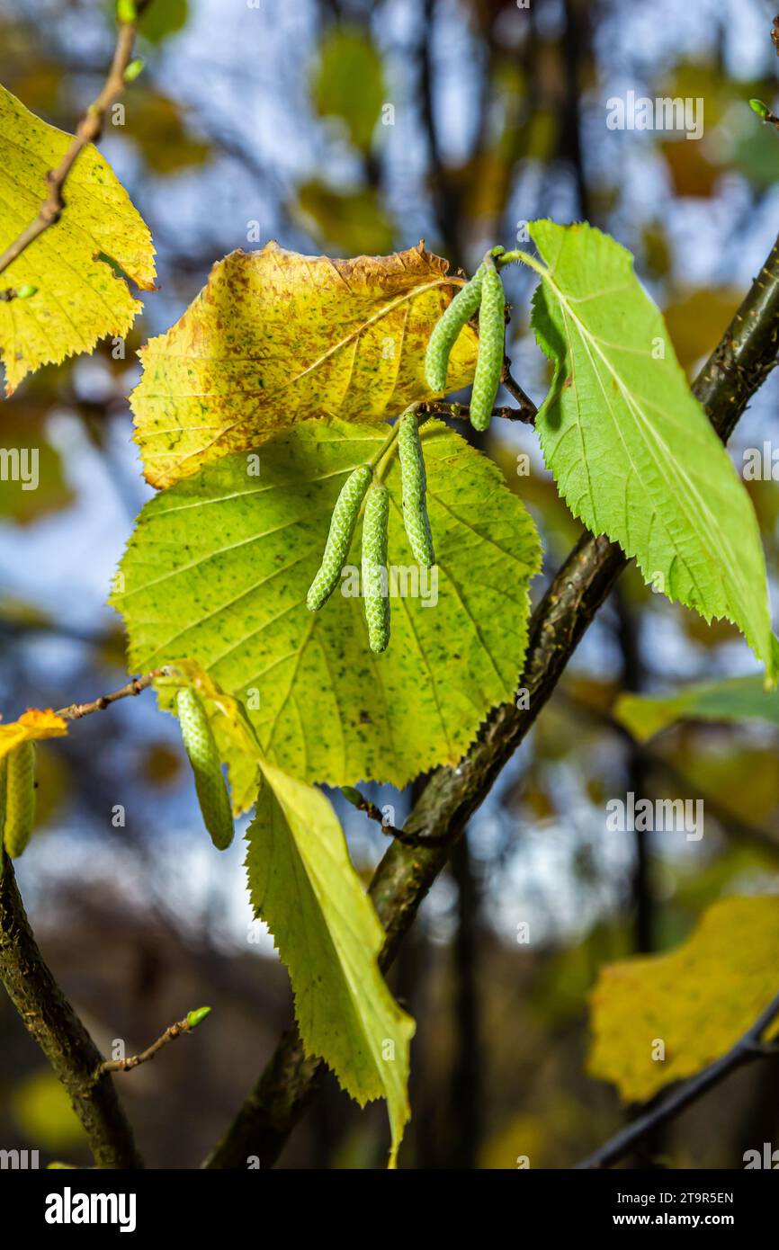 Feuilles aux couleurs automnales sur une noisette de sorcière,dans un jardin. Banque D'Images