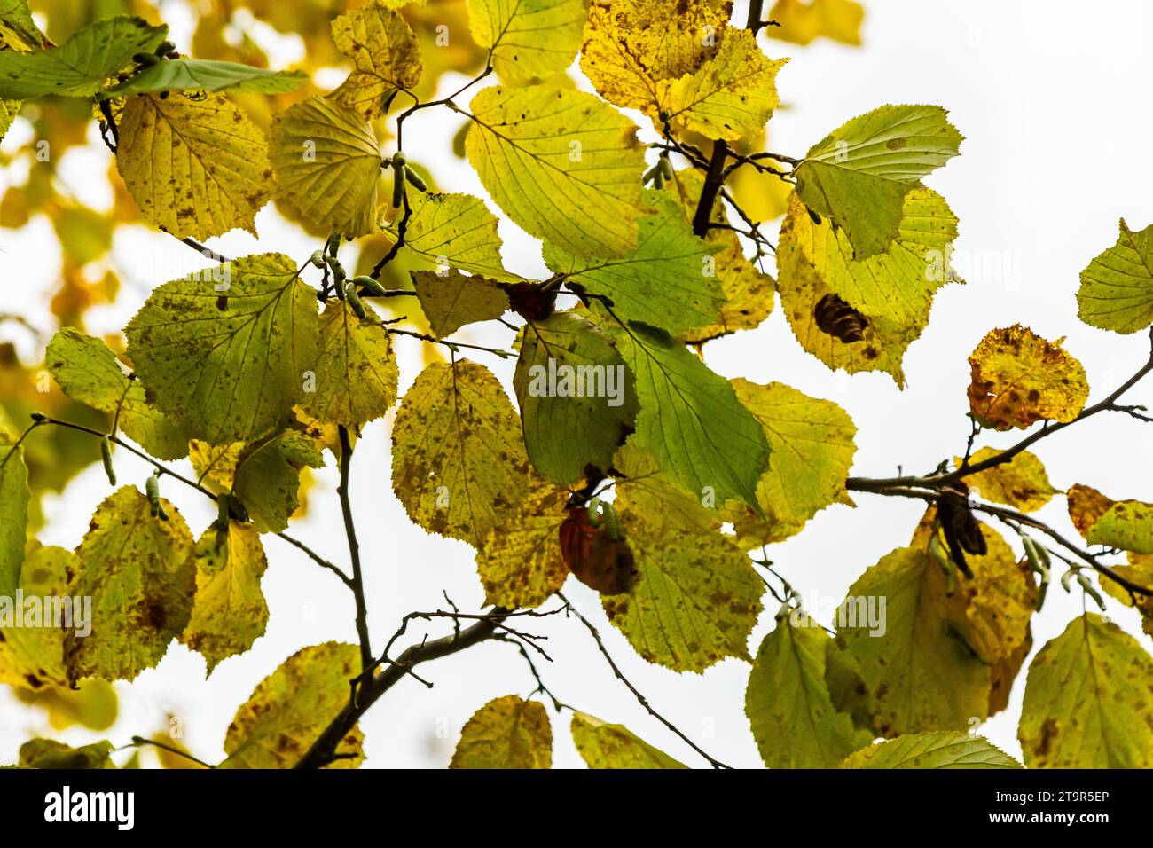 Feuilles aux couleurs automnales sur une noisette de sorcière,dans un jardin. Banque D'Images