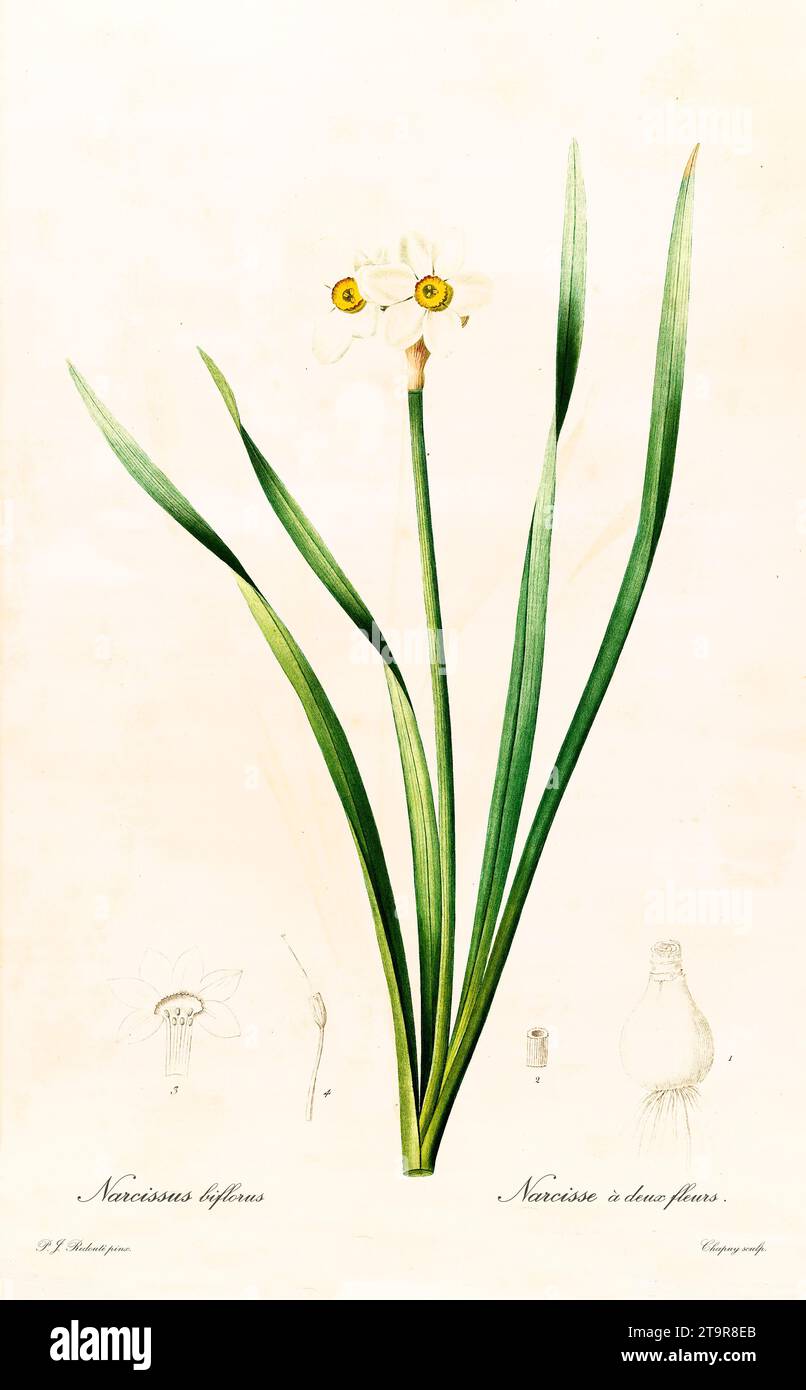 Illustration ancienne de Primrose-Peerless (Narcissus x medioluteus). Les liacées, de P. J. redouté. Impr. Didot Jeune, Paris, 1805 - 1816 Banque D'Images