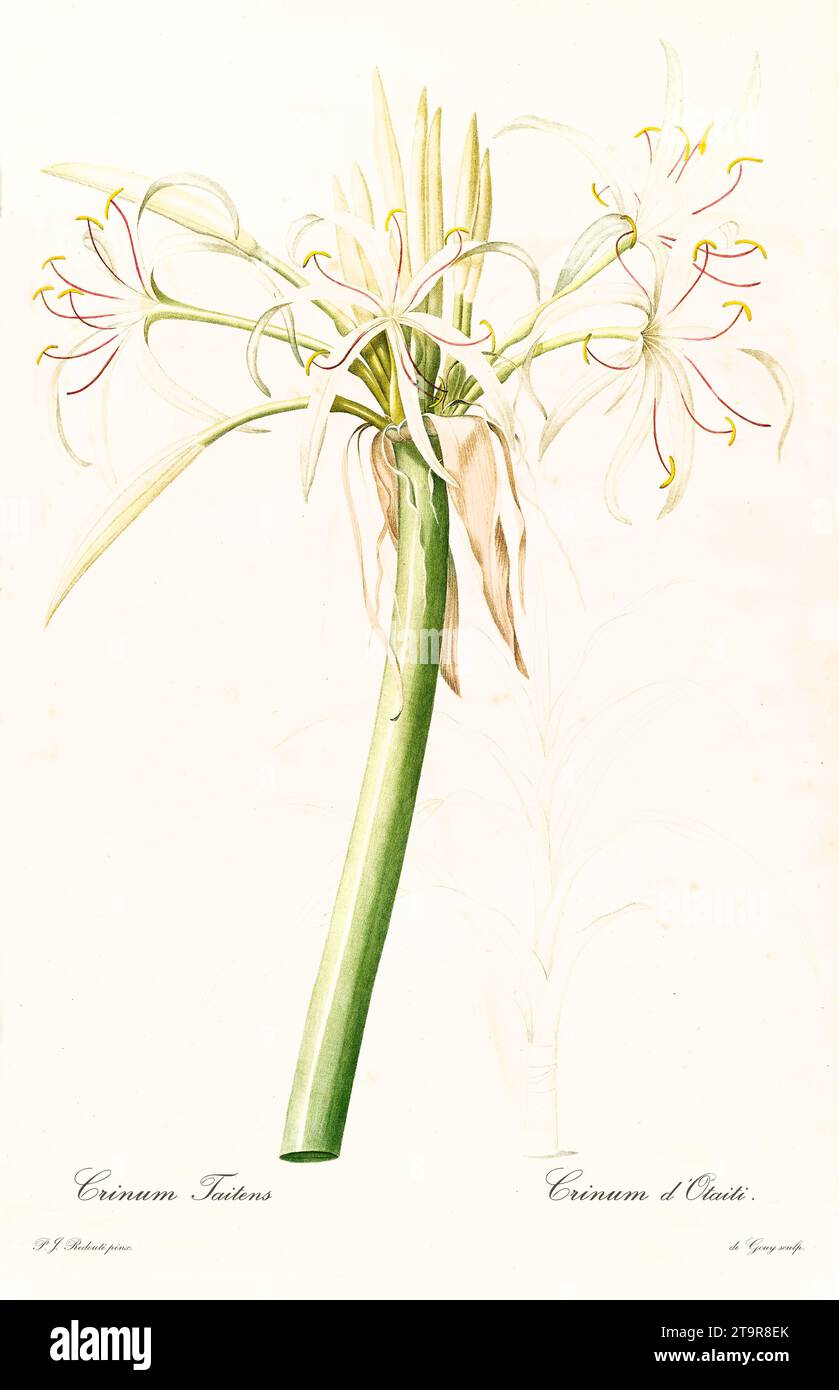 Vieille illustration du Lys des marais (Crinum pedunculatum). Les liacées, de P. J. redouté. Impr. Didot Jeune, Paris, 1805 - 1816 Banque D'Images