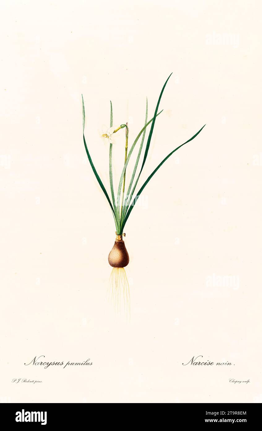 Vieille illustration de Narcissus dubius. Les liacées, de P. J. redouté. Impr. Didot Jeune, Paris, 1805 - 1816 Banque D'Images