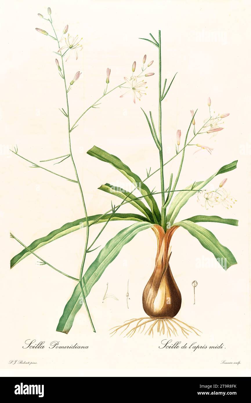 Illustration ancienne de l'amole (Chlorogalum pomeridianum). Les liacées, de P. J. redouté. Impr. Didot Jeune, Paris, 1805 - 1816 Banque D'Images
