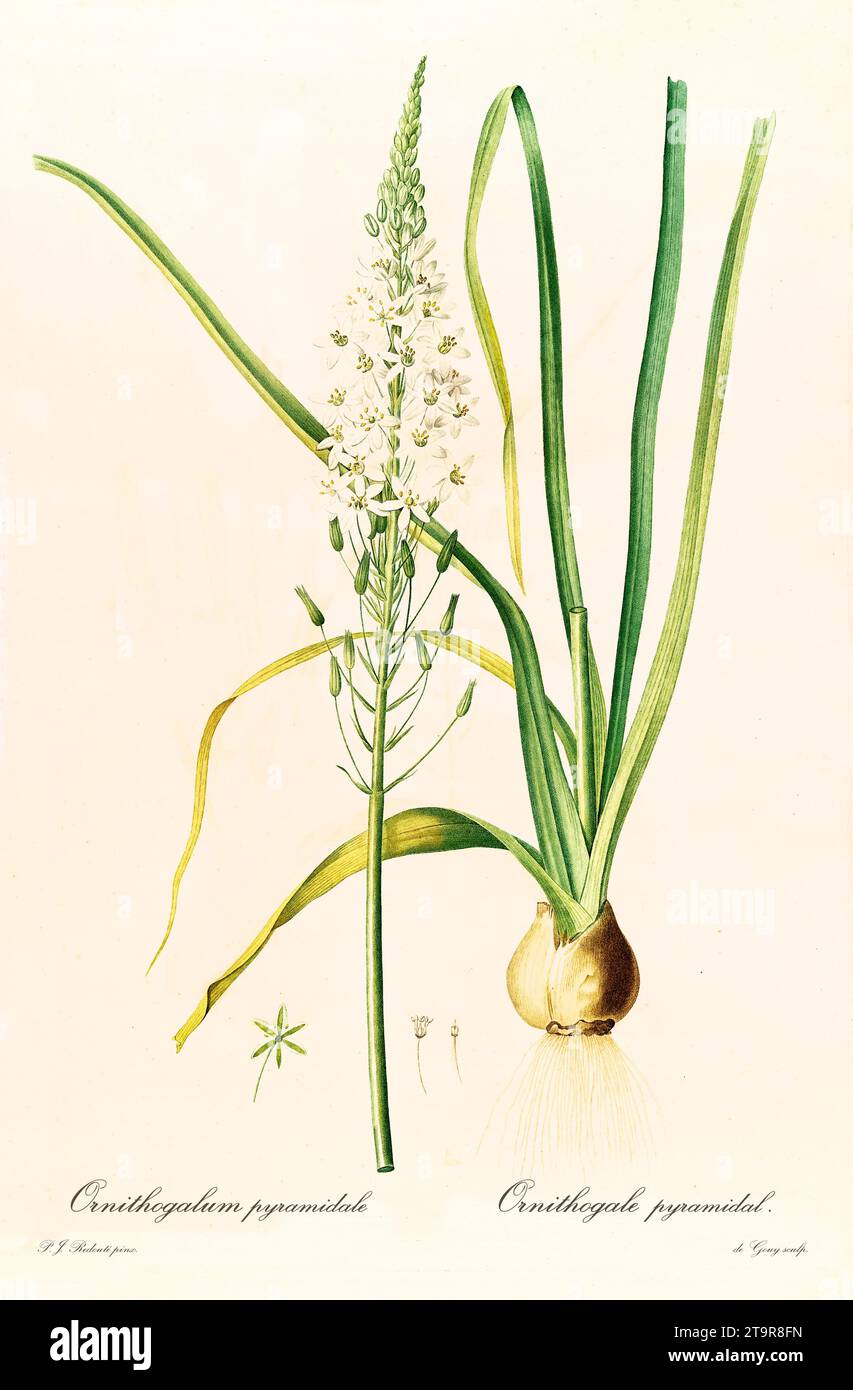 Ancienne illustration de la plante de savon (Ornithogalum pyramidale). Les liacées, de P. J. redouté. Impr. Didot Jeune, Paris, 1805 - 1816 Banque D'Images