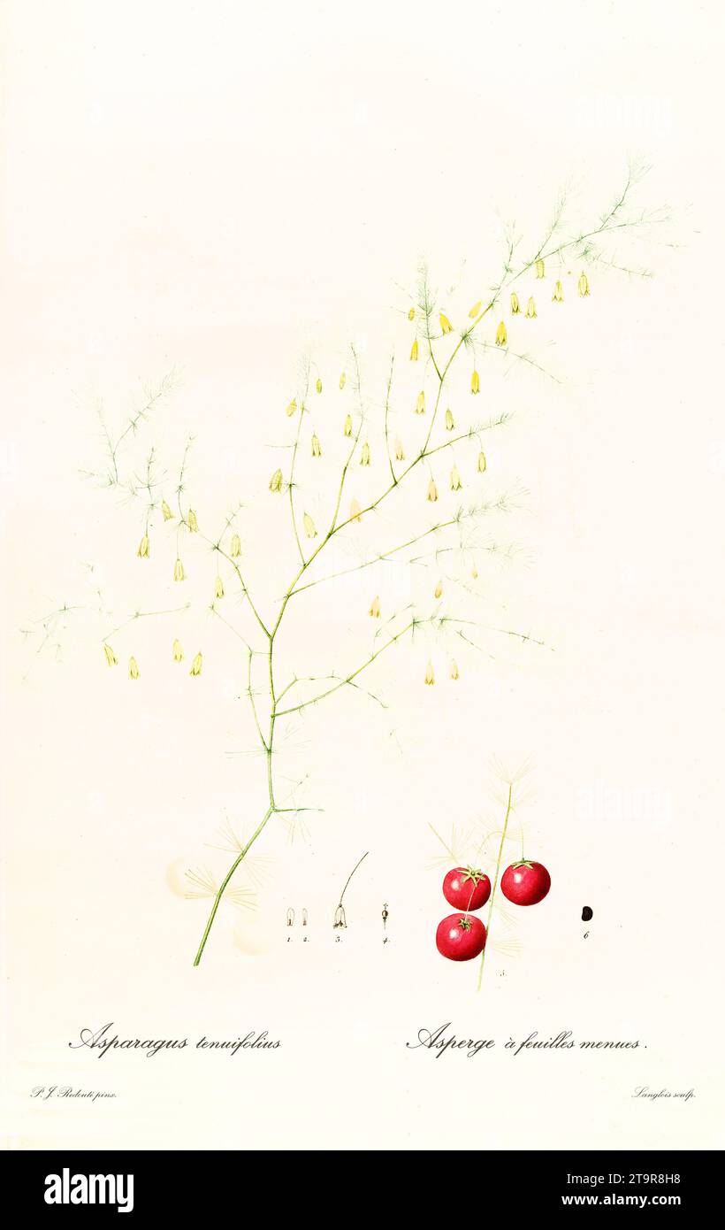 Illustration ancienne d'Asparagus tenuifolius. Les liacées, de P. J. redouté. Impr. Didot Jeune, Paris, 1805 - 1816 Banque D'Images