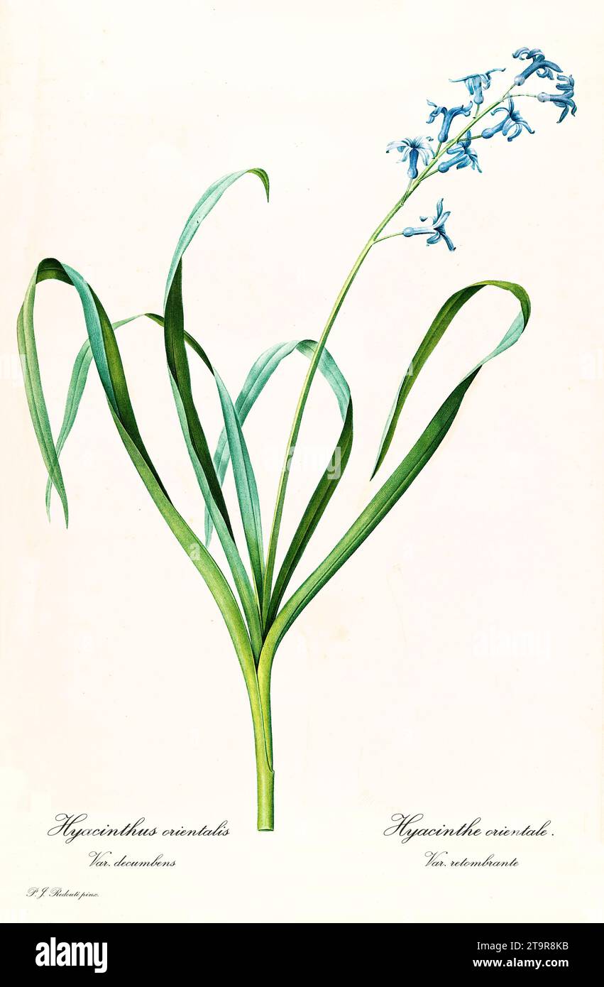 Ancienne illustration de Hyacinthe commune (Hyacinthus orientalis). Les liacées, de P. J. redouté. Impr. Didot Jeune, Paris, 1805 - 1816 Banque D'Images