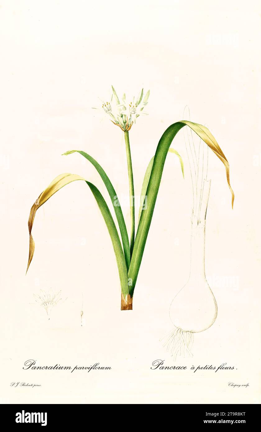 Illustration ancienne du Pancratium à petites fleurs (Vagaria parviflora). Les liacées, de P. J. redouté. Impr. Didot Jeune, Paris, 1805 - 1816 Banque D'Images