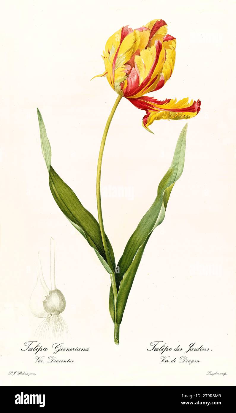 Illustration ancienne de la tulipe de Didier (Tulipa gesneriana var. Dracontia). Les liacées, de P. J. redouté. Impr. Didot Jeune, Paris, 1805 - 1816 Banque D'Images
