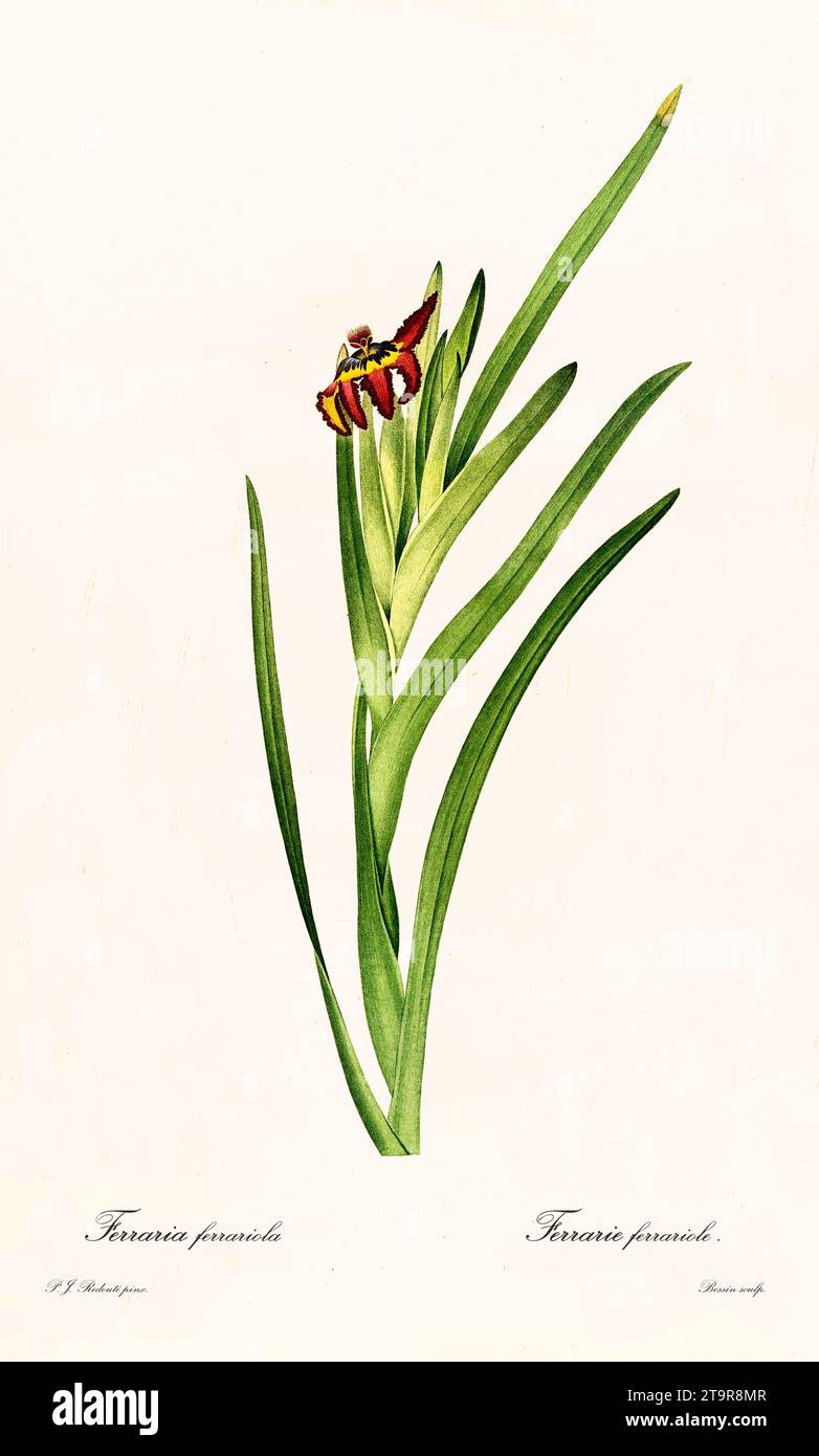 Vieille illustration de Spider Lily (Ferraria ferrariola). Les liacées, de P. J. redouté. Impr. Didot Jeune, Paris, 1805 - 1816 Banque D'Images