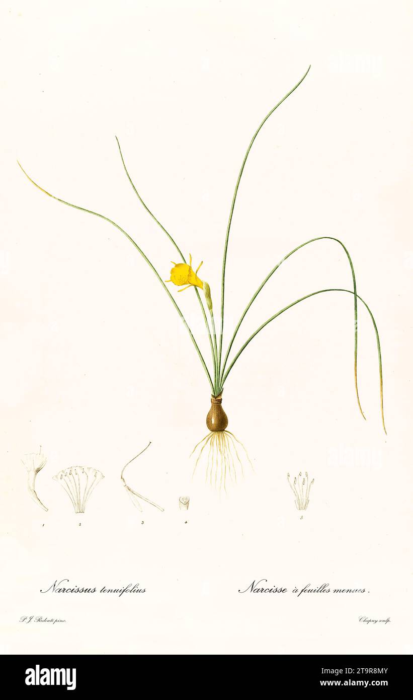 Illustration ancienne de la jonquille de Petticoat (Narcissus bulbocodium). Les liacées, de P. J. redouté. Impr. Didot Jeune, Paris, 1805 - 1816 Banque D'Images