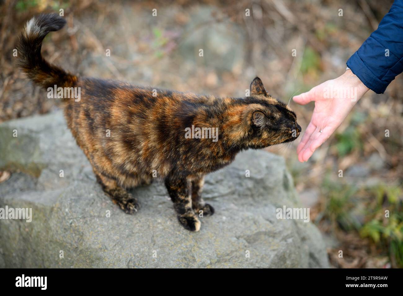 Femme main toucher chat errant en plein air. Mise au point sélective. Banque D'Images