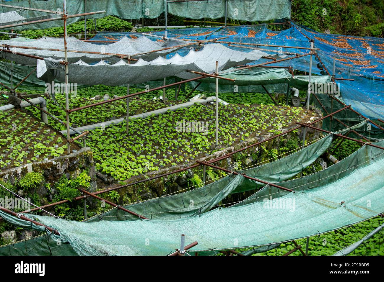 Ferme Wasabi. Wasabi frais et bio dans les champs et les terrasses à Idakaba, dans la péninsule d'Izu, Japon. Banque D'Images