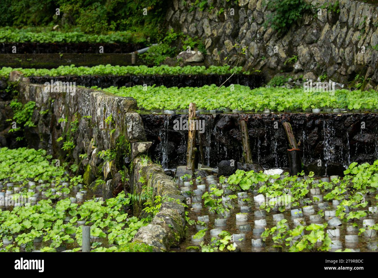 Ferme Wasabi. Wasabi frais et bio dans les champs et les terrasses à Idakaba, dans la péninsule d'Izu, Japon. Banque D'Images