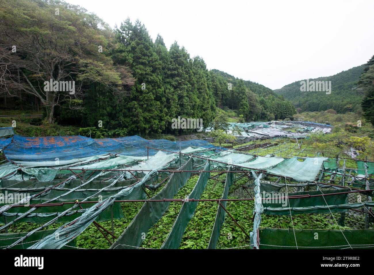 Ferme Wasabi. Wasabi frais et bio dans les champs et les terrasses à Idakaba, dans la péninsule d'Izu, Japon. Banque D'Images