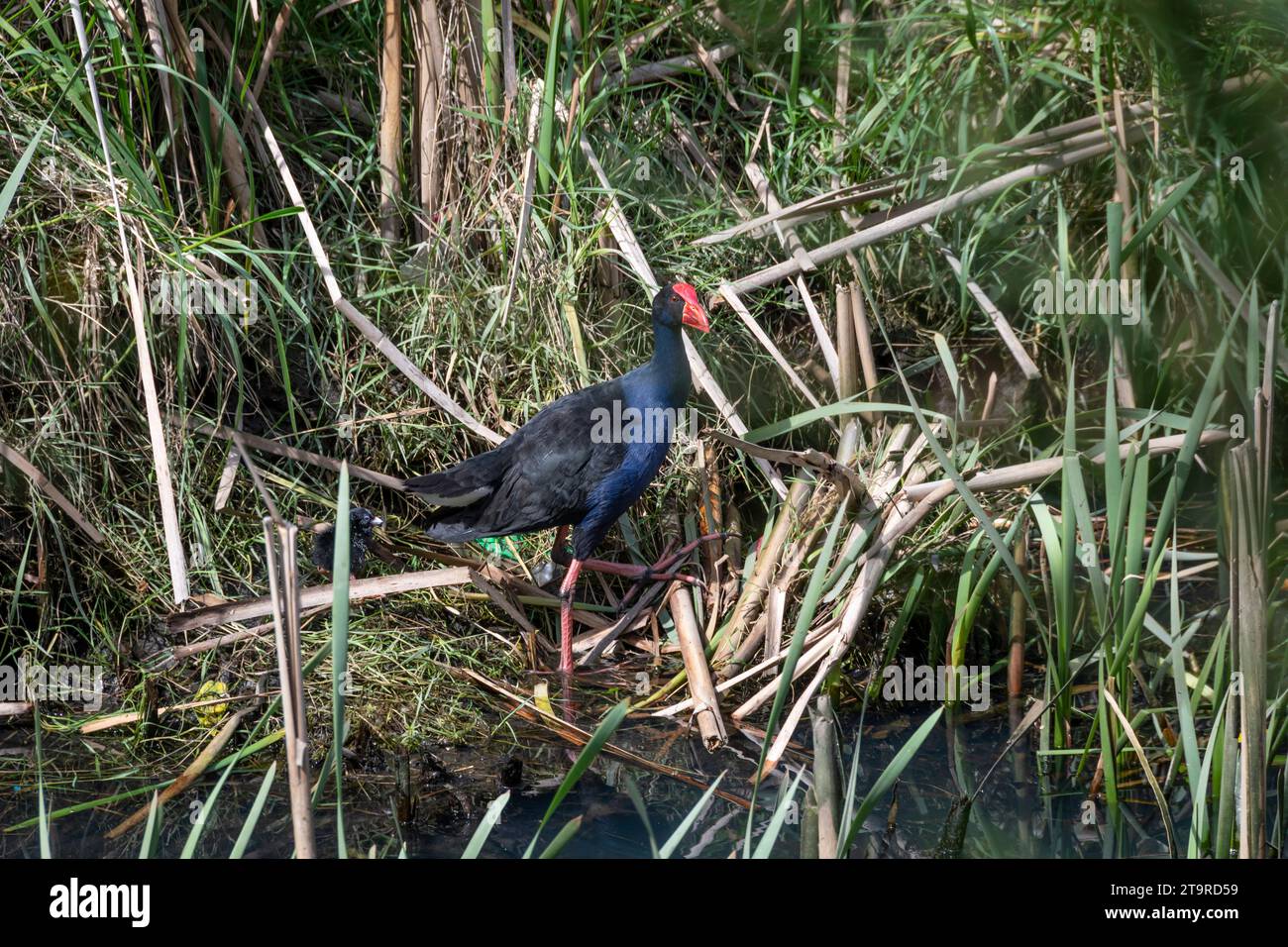 Pukeko, poule marécageuse de Nouvelle-Zélande, te Mome Stream, Petone, Hutt City, Wellington, île du Nord, Nouvelle-Zélande Banque D'Images