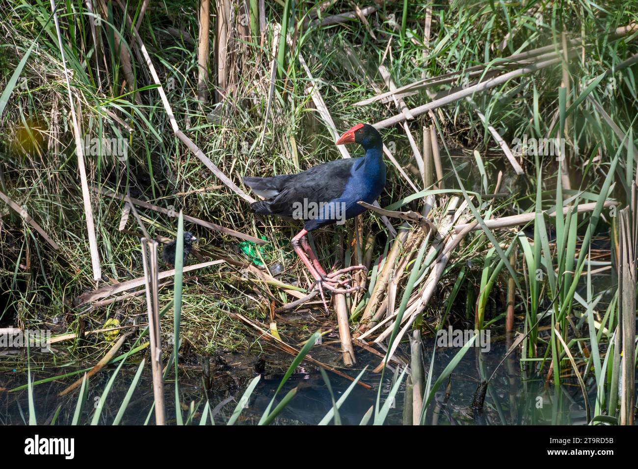 Pukeko, poule marécageuse de Nouvelle-Zélande, te Mome Stream, Petone, Hutt City, Wellington, île du Nord, Nouvelle-Zélande Banque D'Images