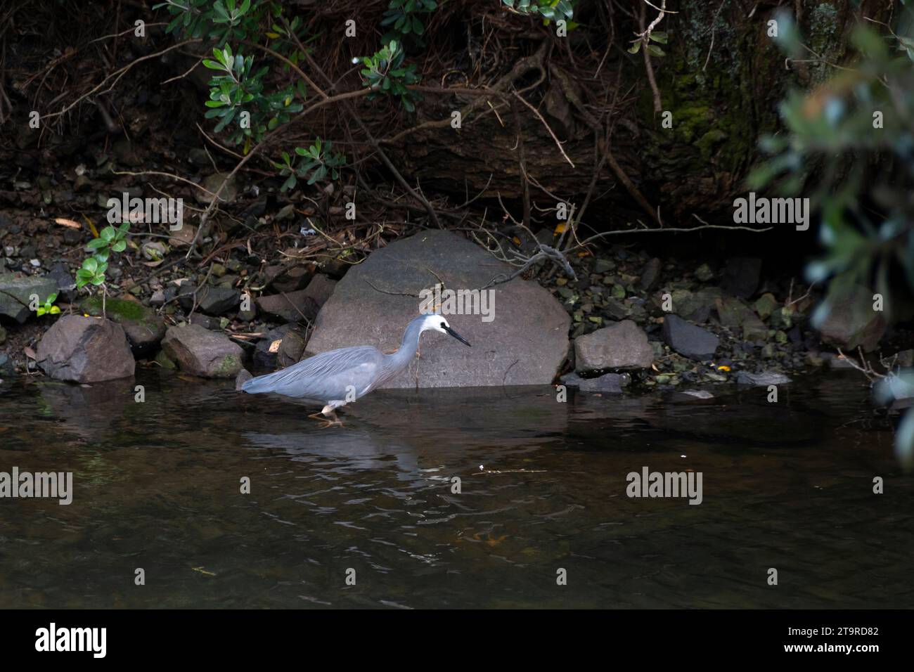 Héron à visage blanc traquant des poissons dans te Mome Stream, Petone, Hutt City, Wellington, Île du Nord, nouvelle-Zélande Banque D'Images