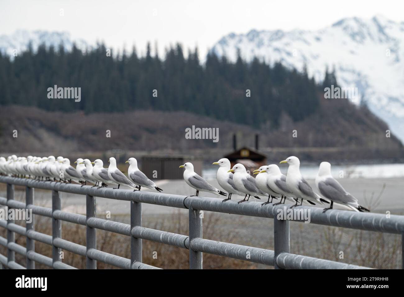 Kittiwakes se sont alignés sur les balustrades d'un pont routier près de Valdez, Alaska, USA Banque D'Images