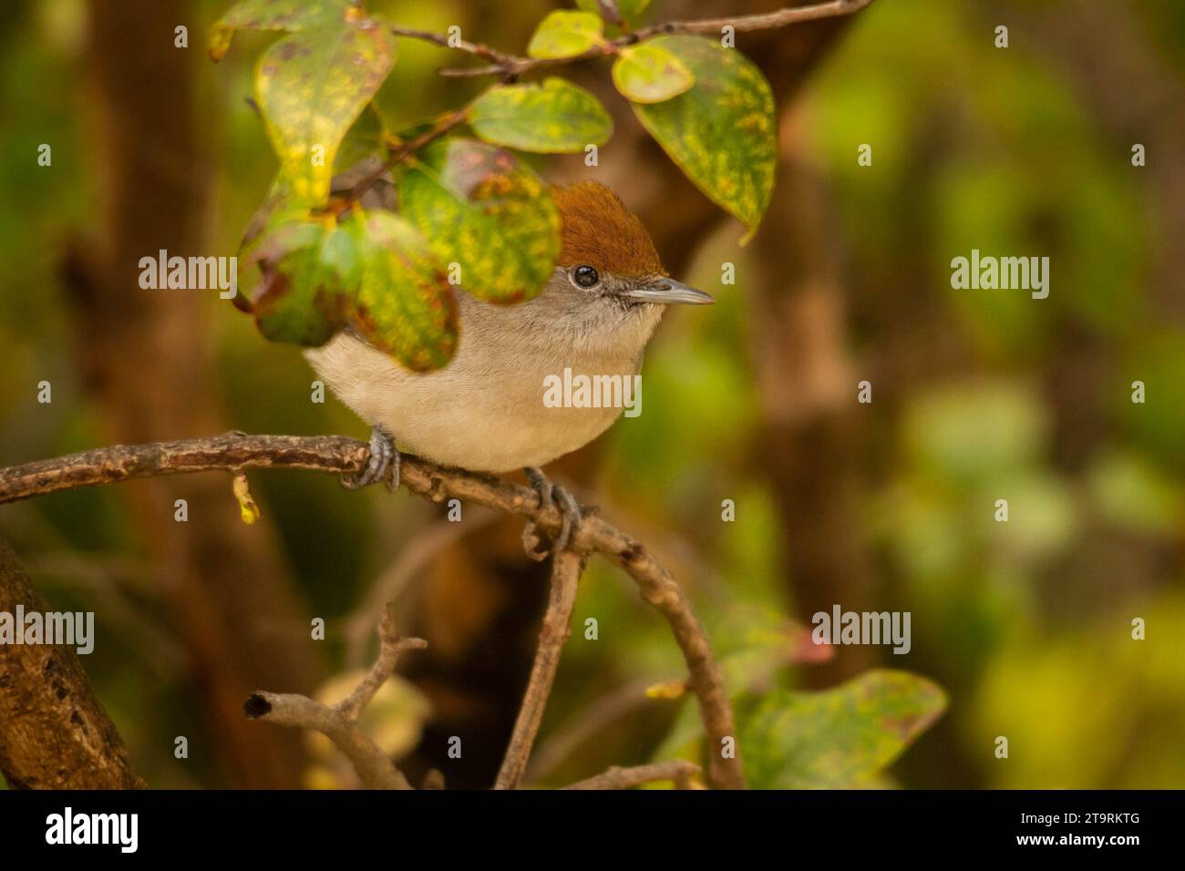 Photo d'un beau blackcap assis sur une branche et se cachant derrière quelques feuilles. Blackcap Bird perché sur Branch entouré de flore et de faune Banque D'Images