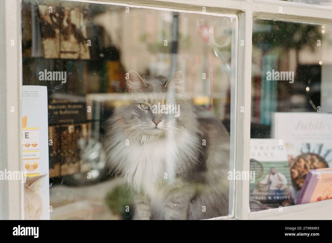 Chat dans la librairie à Savannah Banque D'Images