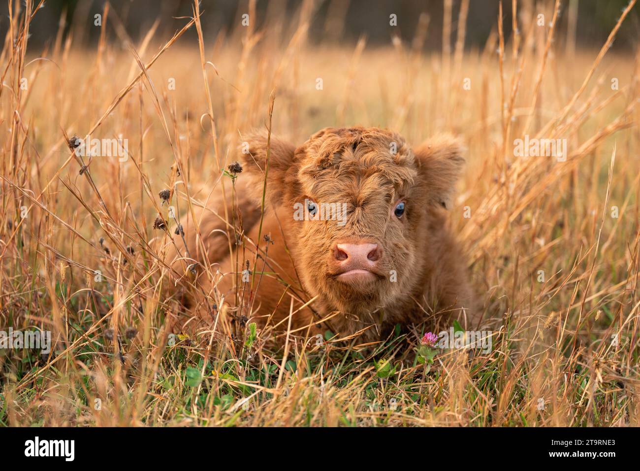Un jour Old Highland Cow se cacher dans l'herbe Banque D'Images