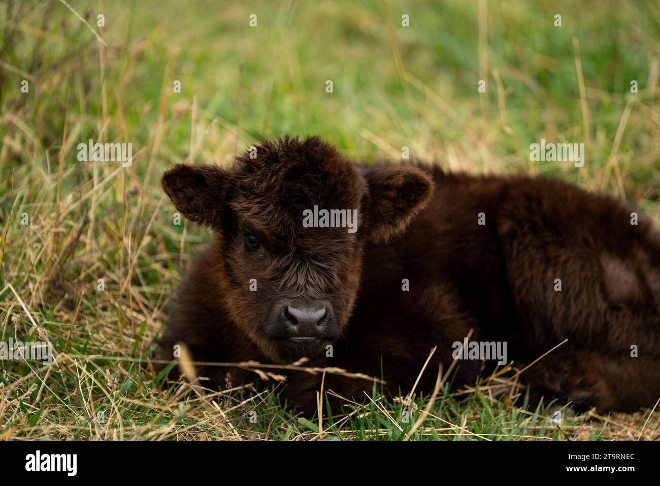 Nouveau Black Highland Calf Baby Banque D'Images