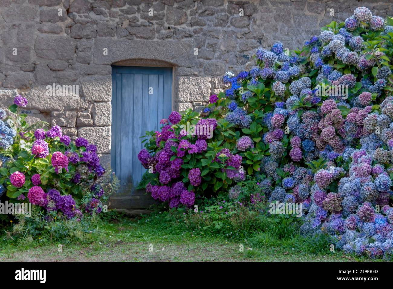 Porte bleue dans une maison typique en granit, buissons d'hortensia, Port blanc, Bretagne, France Banque D'Images