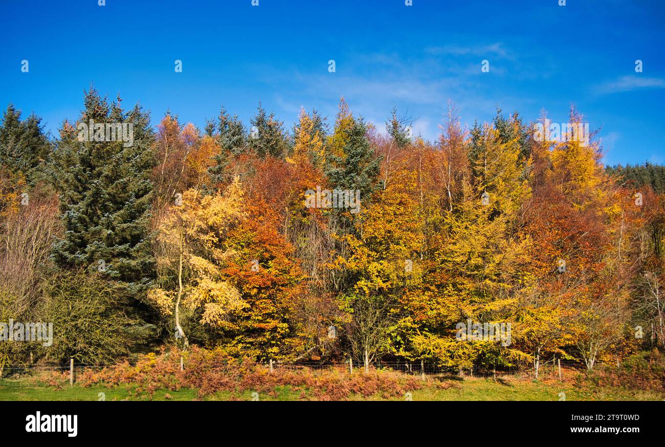 Feuillage d'automne coloré sur les arbres par une journée ensoleillée avec un ciel bleu dans le nord du pays de Galles, Royaume-Uni. Banque D'Images