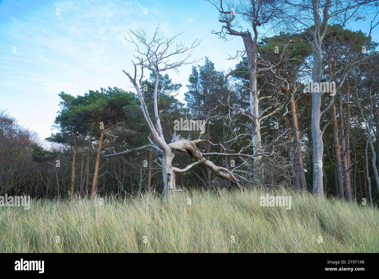 Forêt sur la côte de la mer Baltique. Herbe de dune au premier plan. Transition de plage à la mer. Photographie de nature d'une réserve naturelle Banque D'Images