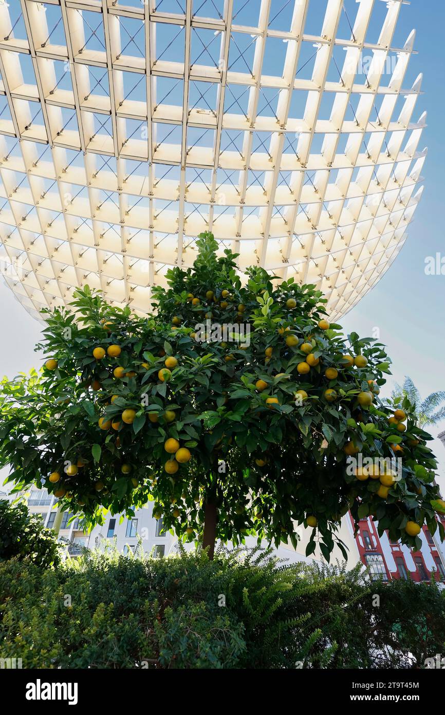 Oranger et vue partielle du parasol Metropol à Séville, Andalousie, Espagne Banque D'Images