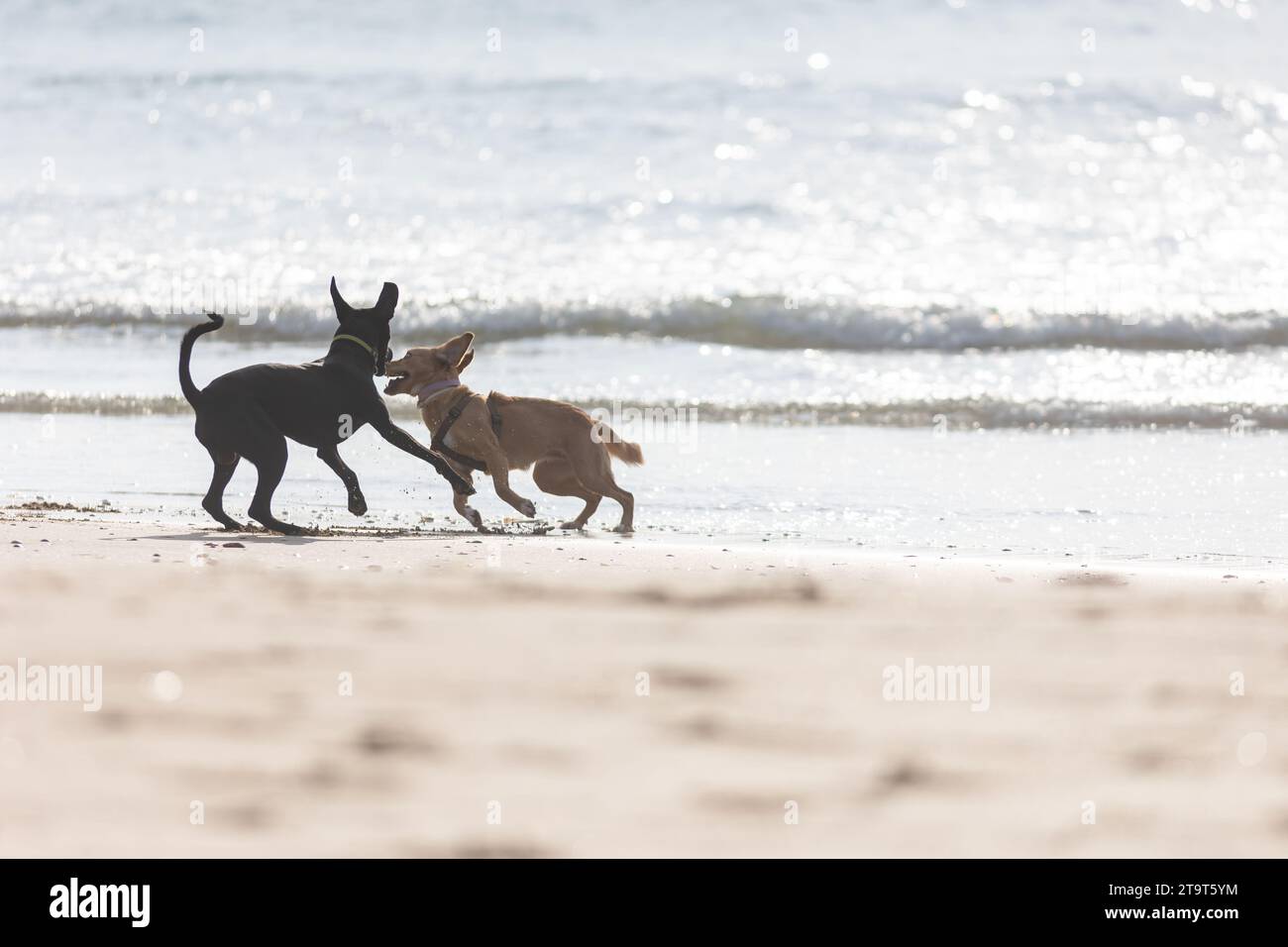 Deux chiens ludiques profitant d'une journée de plaisir au soleil à la plage Banque D'Images