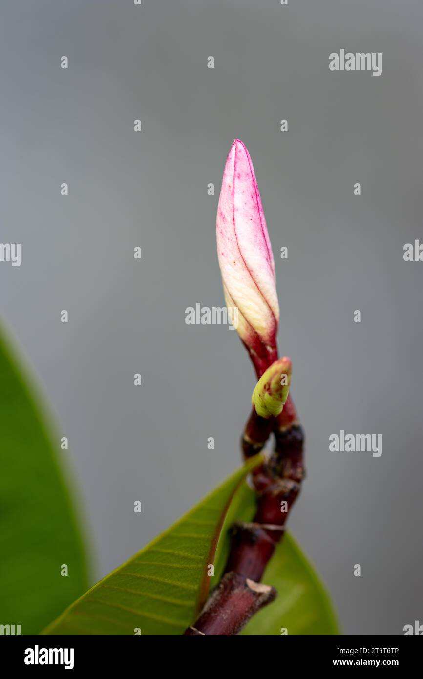 Bourgeon de Magnolia prêt à fleurir. Arrière-plan flou. Au printemps. Banque D'Images