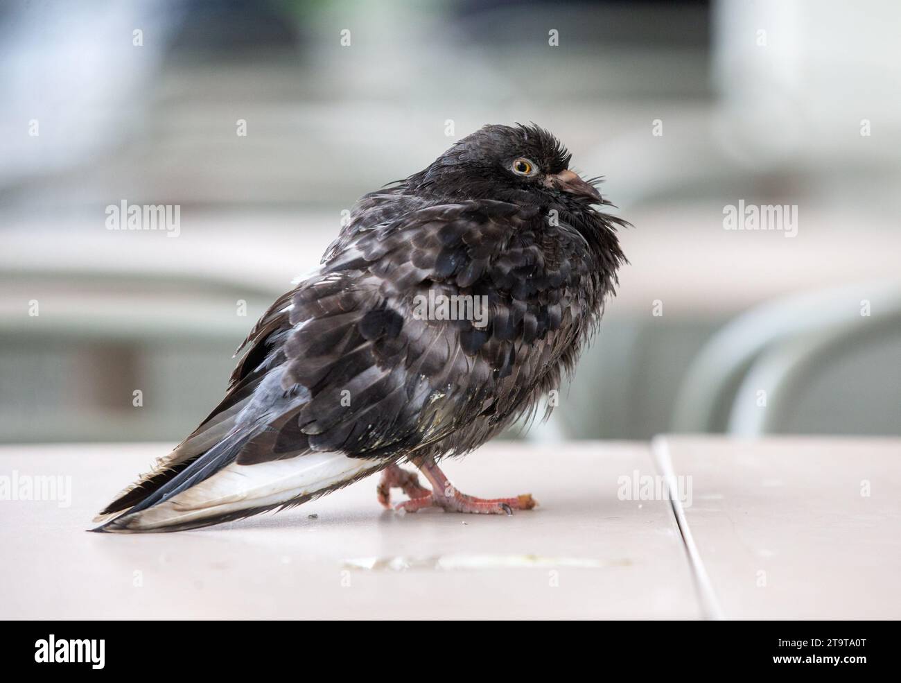 Londres, Angleterre, Royaume-Uni. 27 novembre 2023. Un pigeon aux pieds déformés est vu dans le centre de Londres. (Image de crédit : © Tayfun Salci/ZUMA Press Wire) USAGE ÉDITORIAL SEULEMENT! Non destiné à UN USAGE commercial ! Crédit : ZUMA Press, Inc./Alamy Live News Banque D'Images