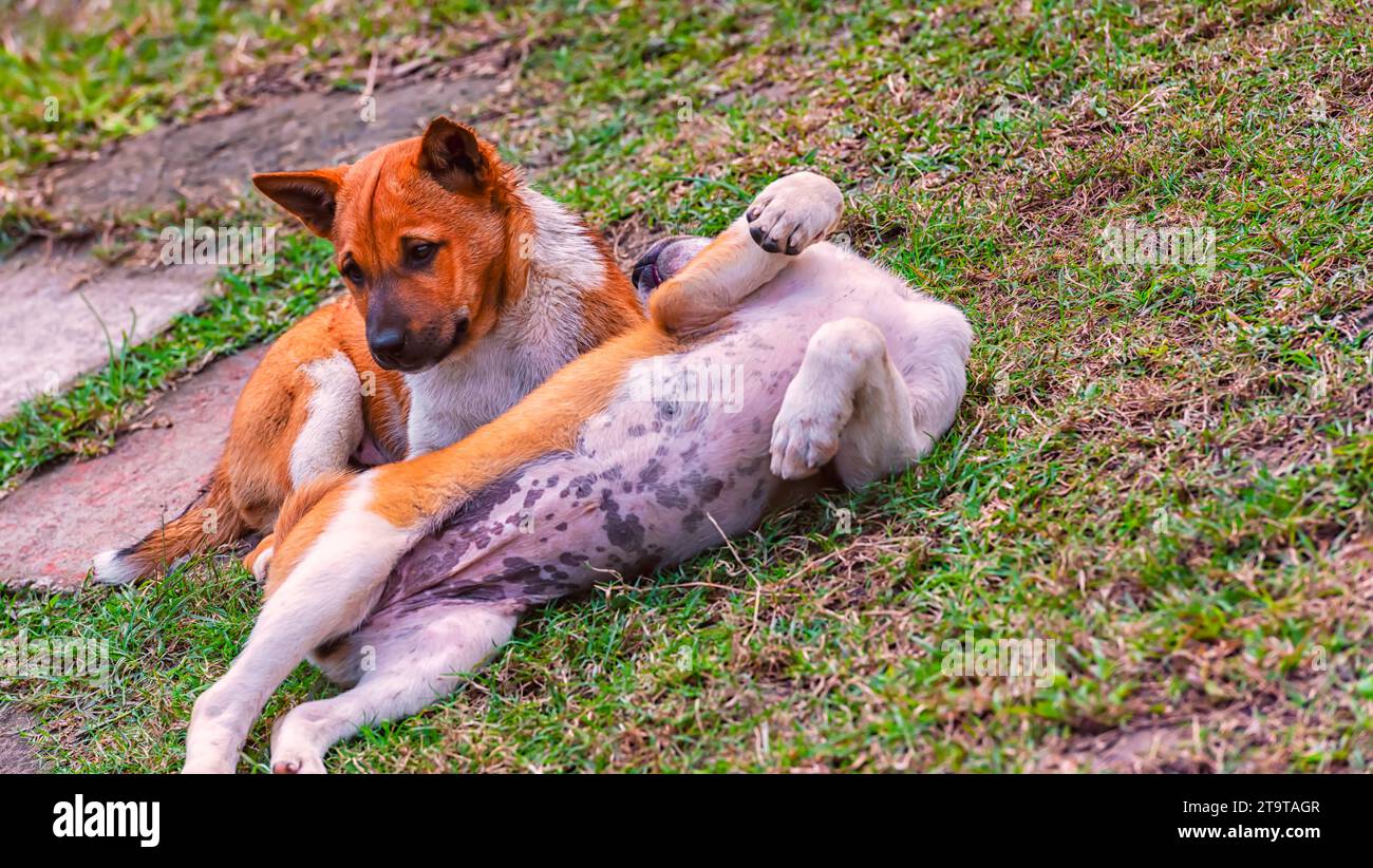 Chiots d'un chien de rue indien jouant les uns avec les autres. Banque D'Images