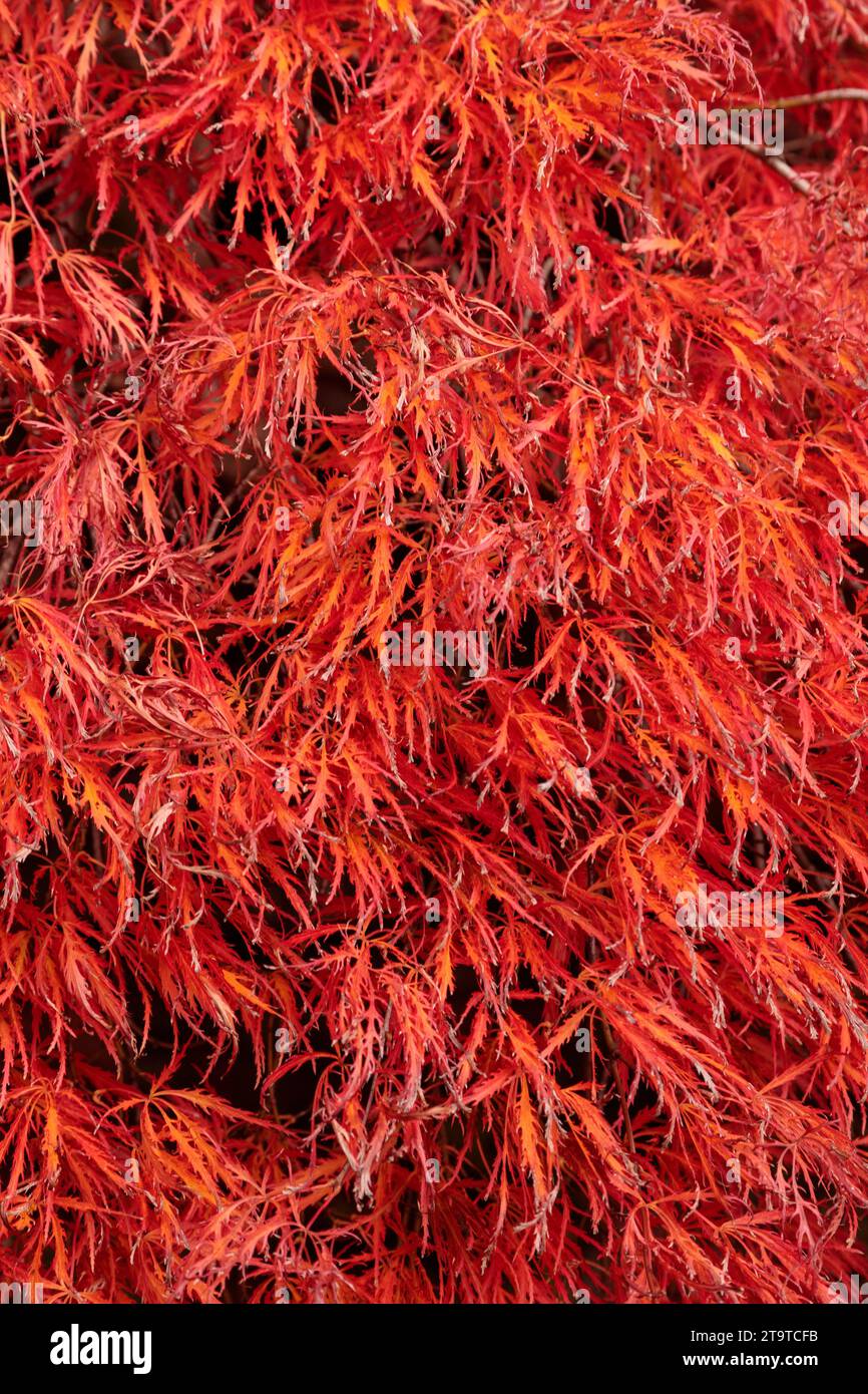 Feuilles d'arbre Acer dans les couleurs d'automne Banque D'Images