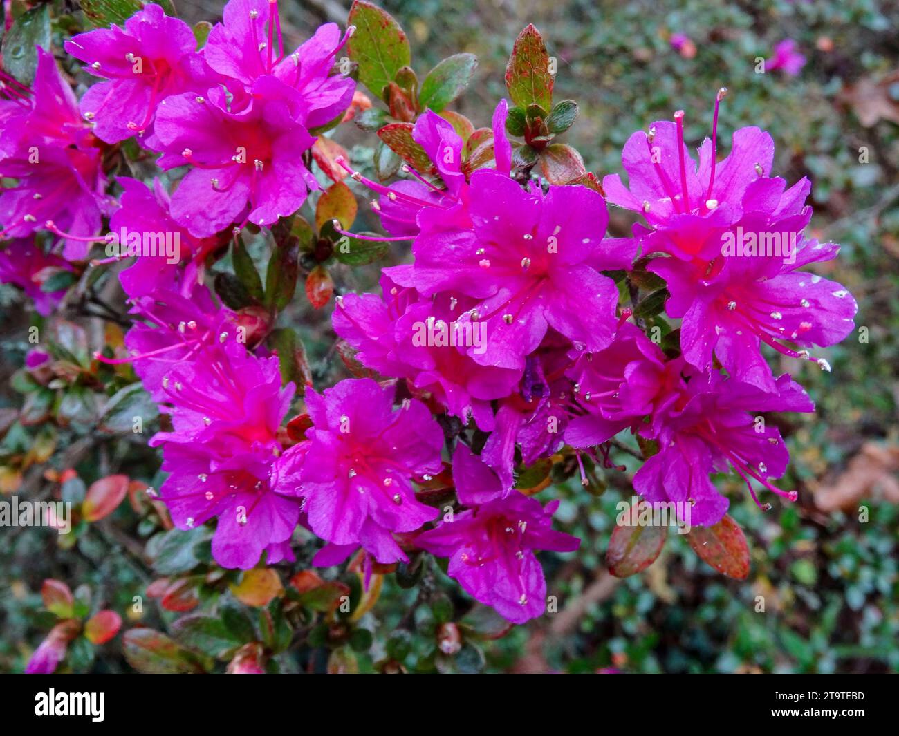 Le Rhododendron « Amoenum », incroyablement coloré, fleurit au début de l