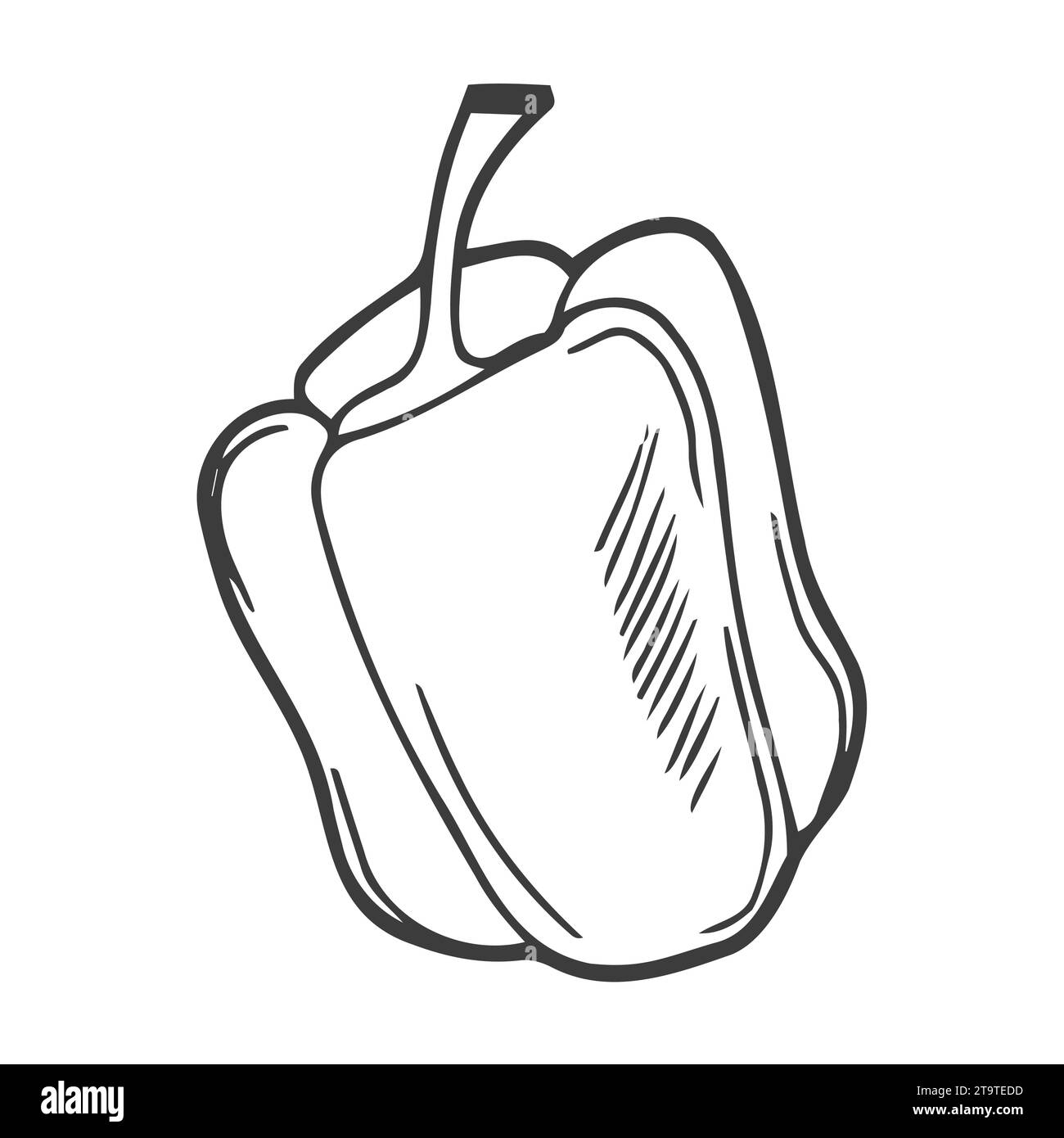 Illustration vectorielle unique d'un poivron doux avec un gros plan de tige. Illustration monochrome d'un légume sur fond blanc. Objet isolé Illustration de Vecteur