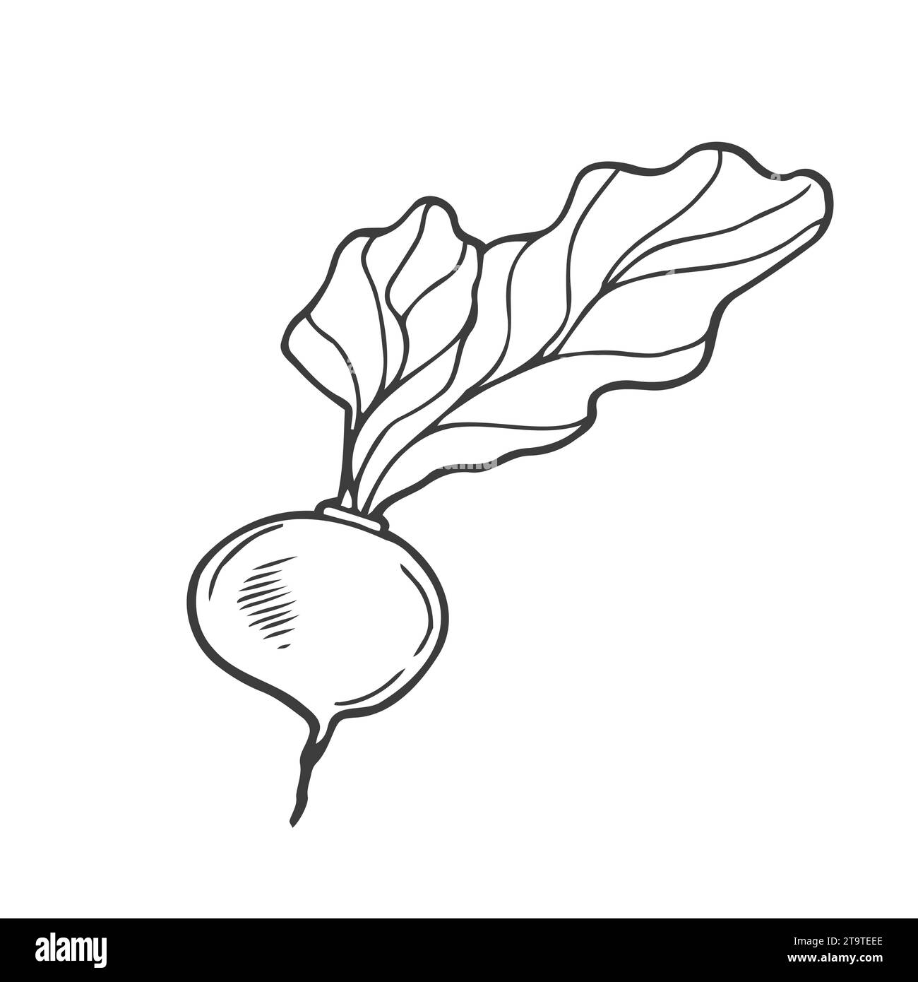 Vecteur isolé de ligne noire incolore betterave, radis, navets, croquis simple de légume racine Illustration de Vecteur