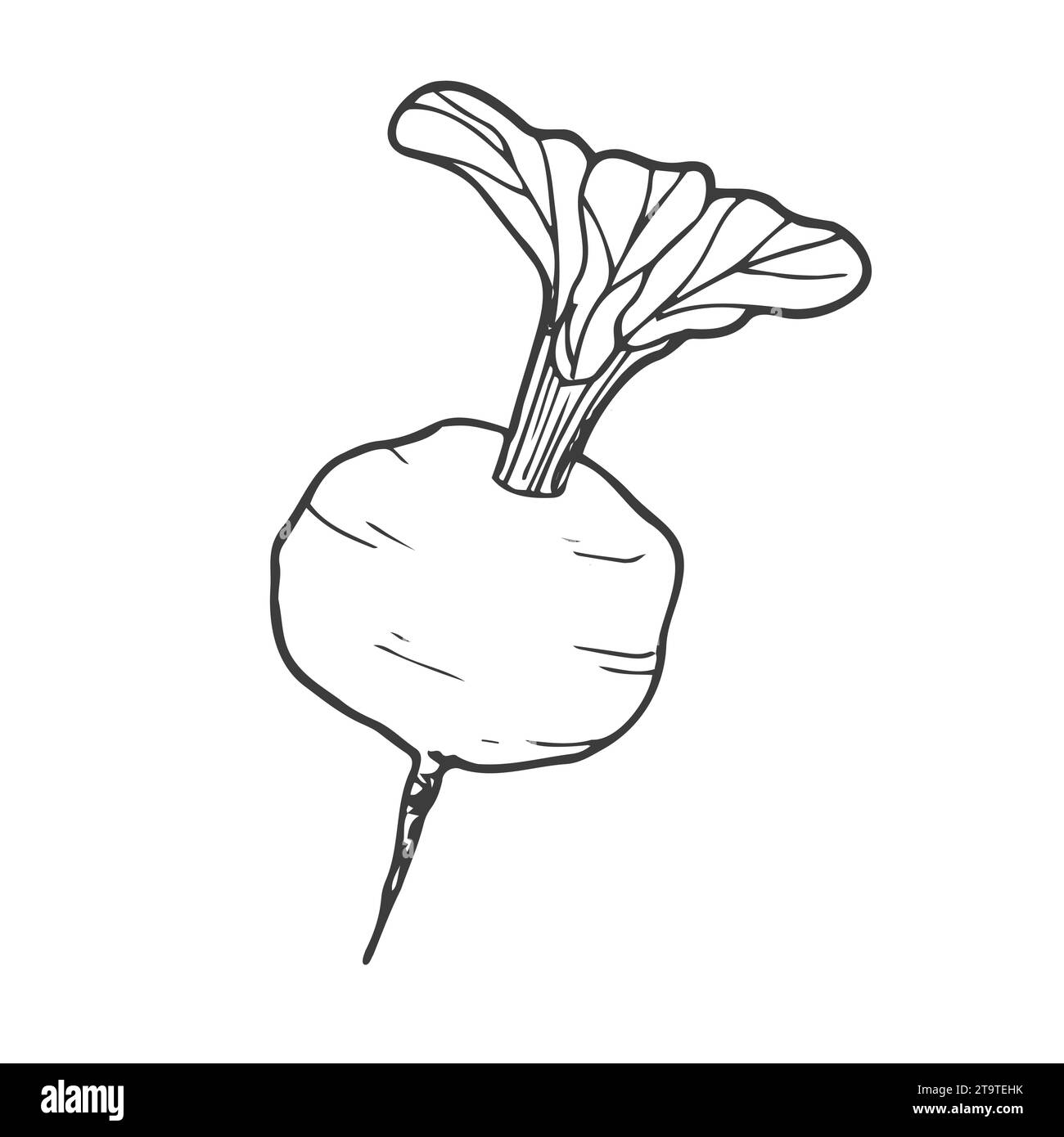 Vecteur isolé incolore lignée noire betterave, radis, navets, légumes-racines simple Illustration de Vecteur