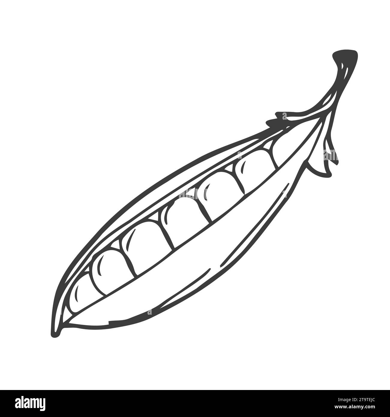 Illustration de pois botaniques dessinés à la main. Culture de pois verts avec des feuilles. Nourriture biologique de nature saine. Images botaniques isolées pour le design, packagi Illustration de Vecteur