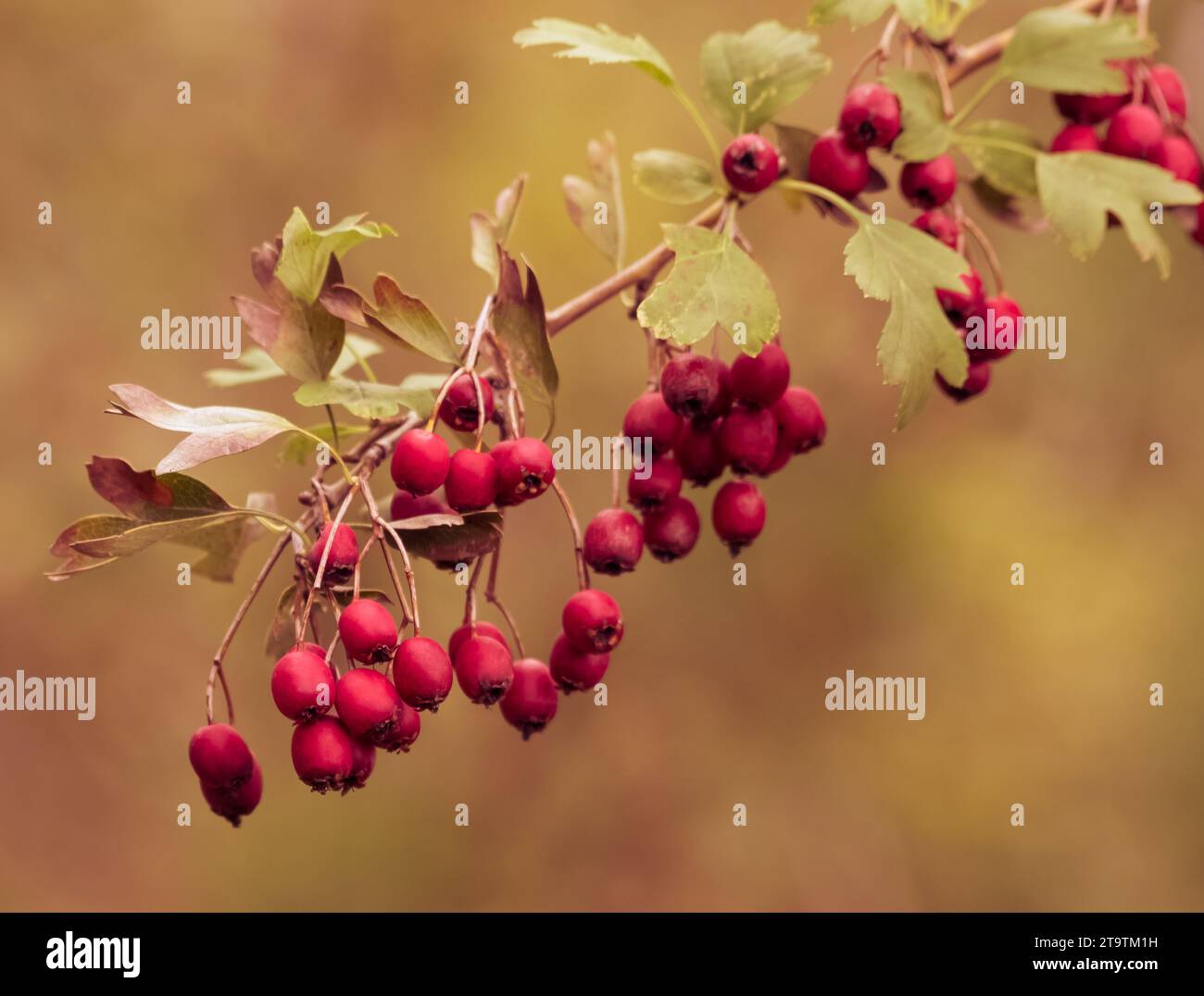 baies rouges sur les branches, sur le style de couleur dorée d'automne, ambiance de noël à venir Banque D'Images