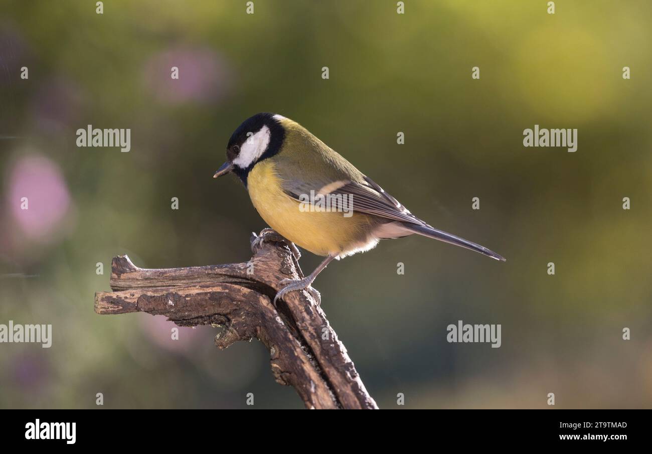Un Great tit Parus Major perché près de Feeder Cotswolds UK Banque D'Images