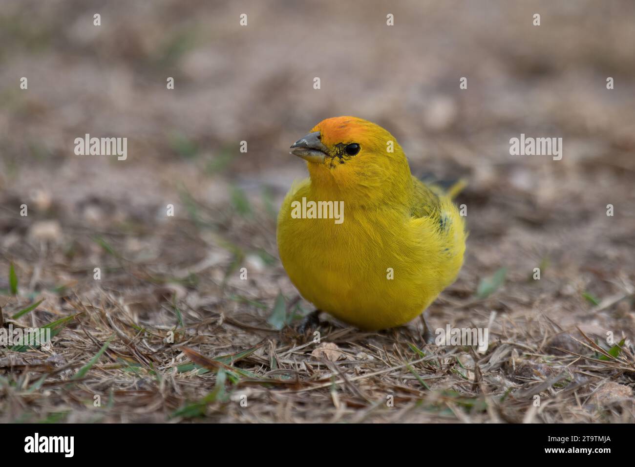 Fingeron safran (Sicalis flaveola), parc national de la Serra da Canastra, Minas Gerais, Brésil Banque D'Images