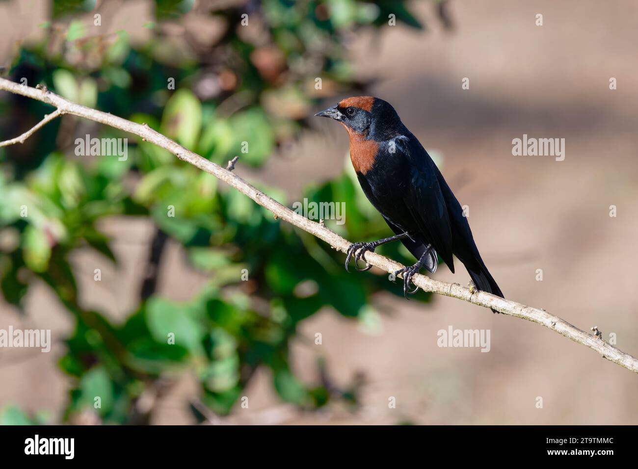 Oiseau noir mâle à coiffe de châtaignier (Chrysomus ruficapillus) assis sur une branche, parc national de la Serra da Canastra, Minas Gerais, Brésil Banque D'Images