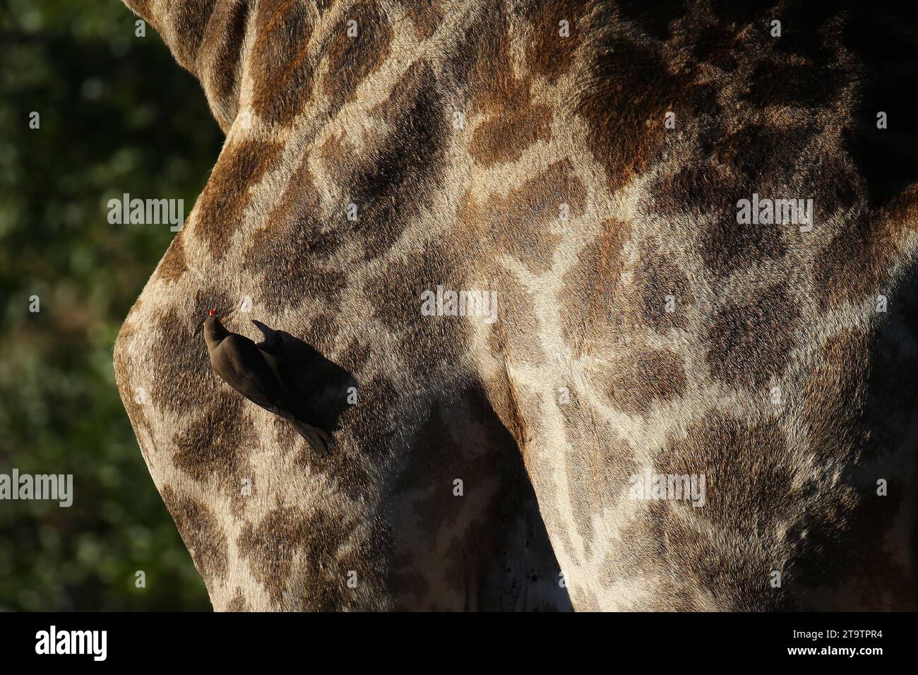 Un Oxpecker cherche des tiques sur une girafe dans le parc national Kruger. Banque D'Images