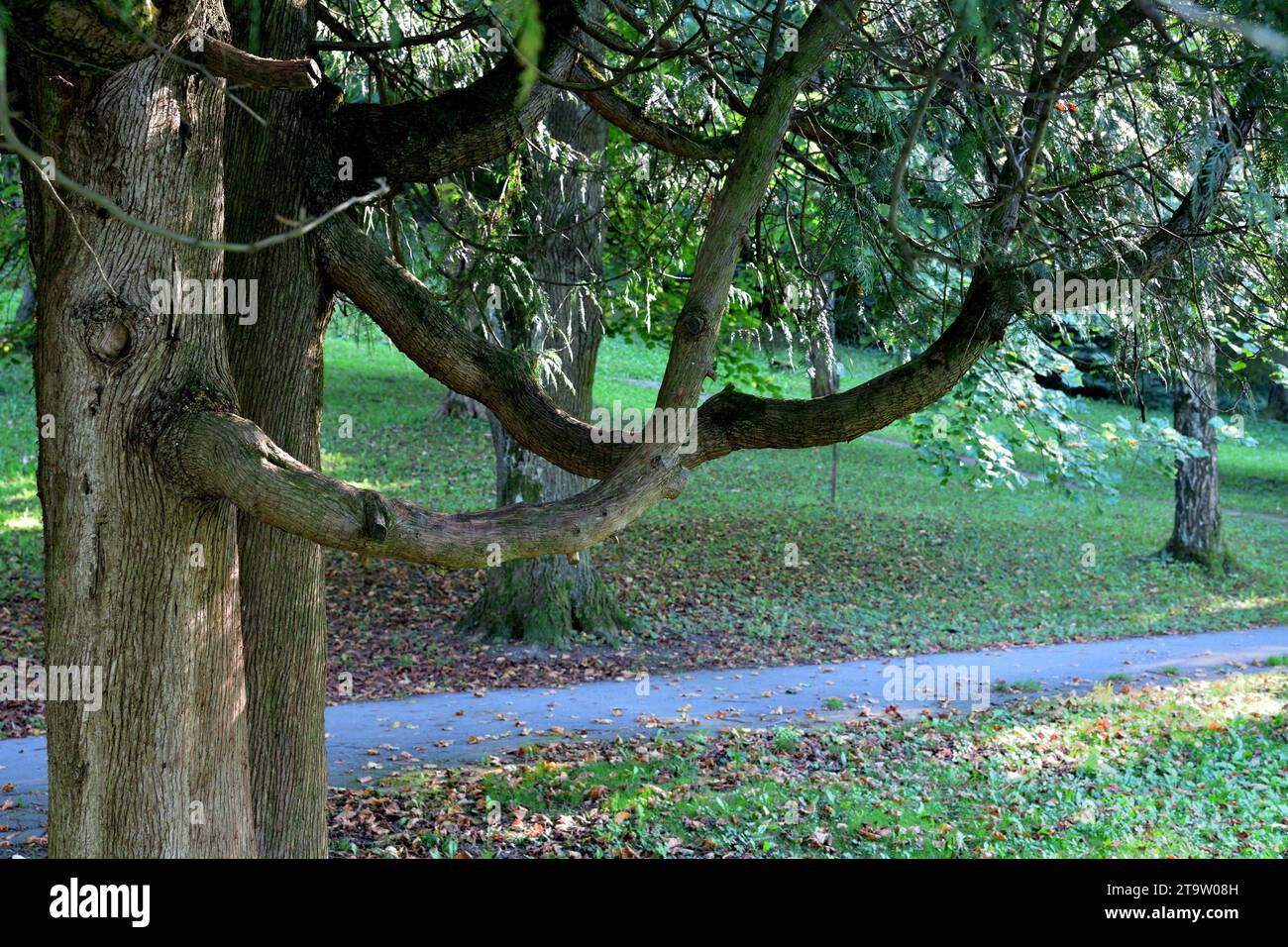 Rareté une branche ondulée d'un arbre dans un parc de jardin Banque D'Images