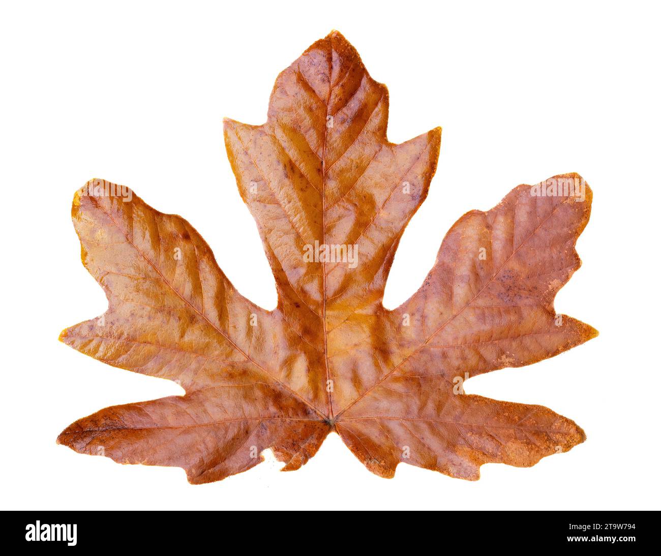 Feuille d'automne isolé sur fond blanc Banque D'Images