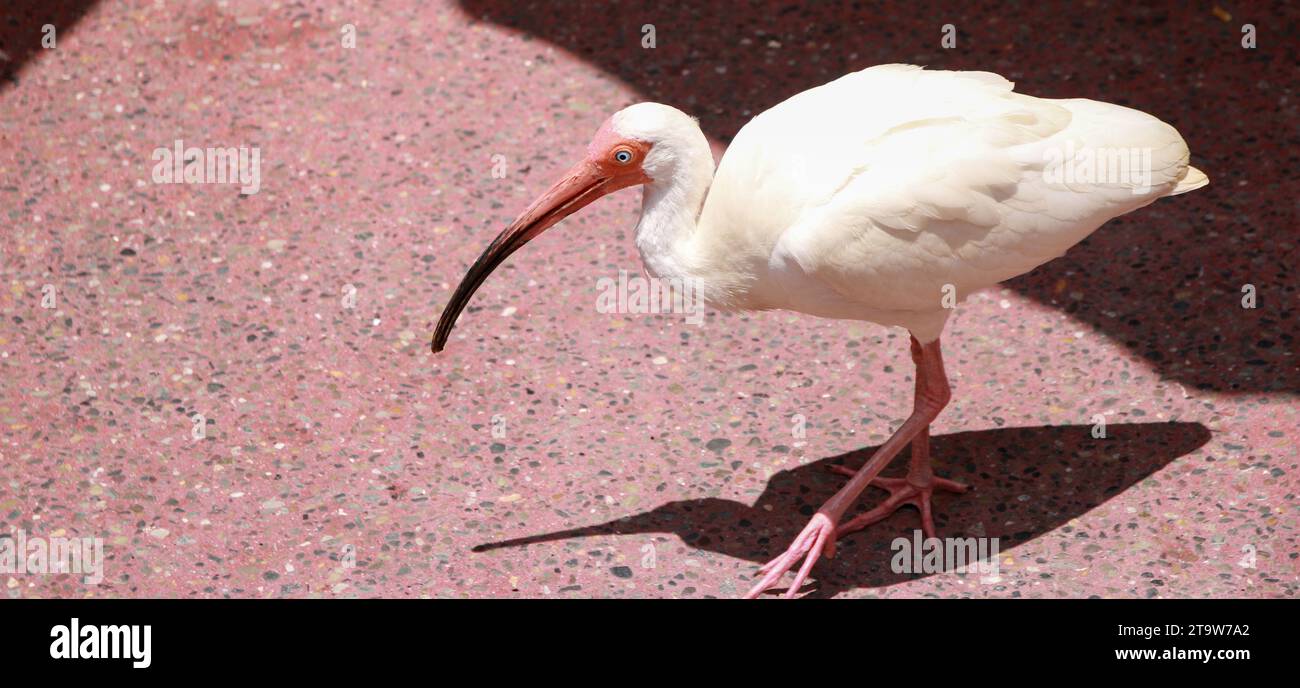 Un oiseau blanc avec un long bec debout sur un trottoir. Banque D'Images
